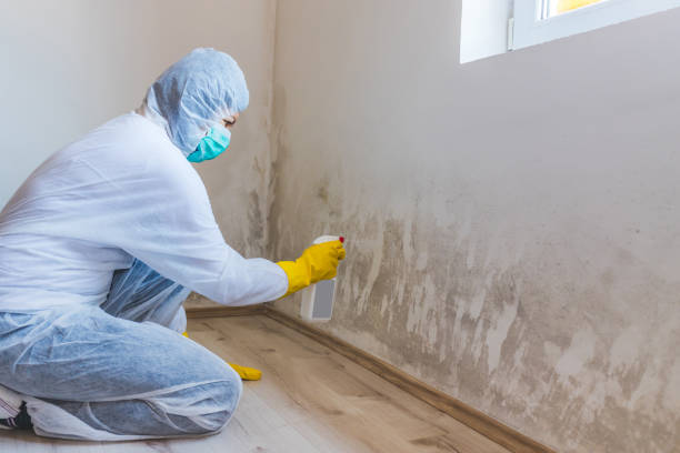 Licensed Black Mold Removal service in Edgewood, MD - WQB Mold Removal