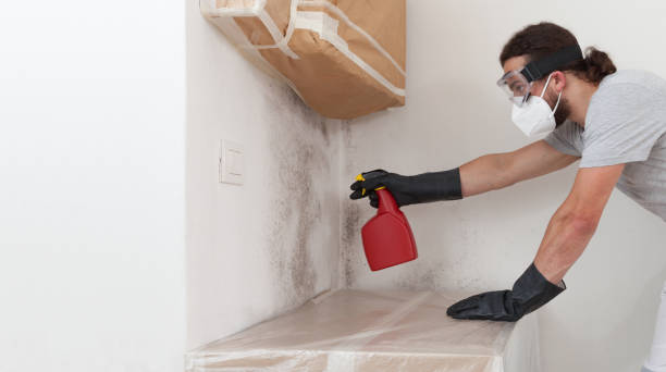 Professional Black Mold Removal technician working in Edgewood, MD