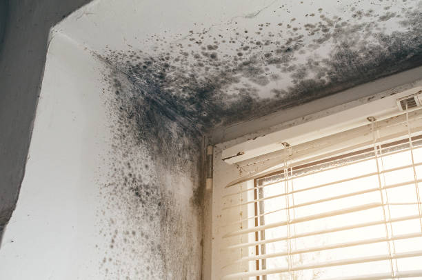 Affordable Black Mold Removal solutions in Edgewood, MD